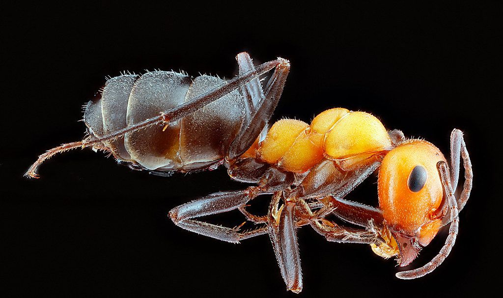 Ant Control service in North Miami, FL
