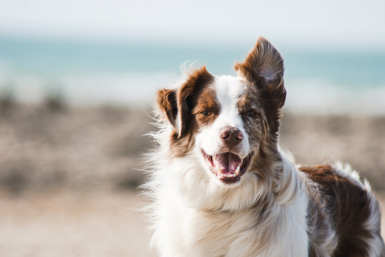 Flea & Tick Control service in North Miami, FL