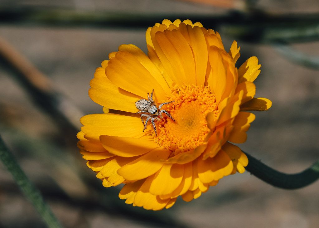 Spider Control service in North Miami, FL